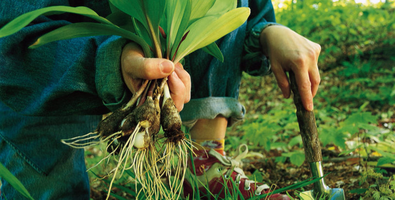 How To: Harvest, Clean and Store Wild Leeks