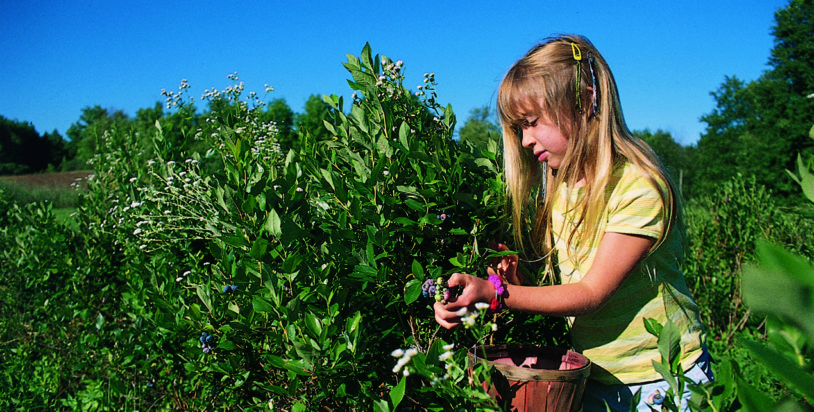 How to Get Kids Hiking: Wild Berries!
