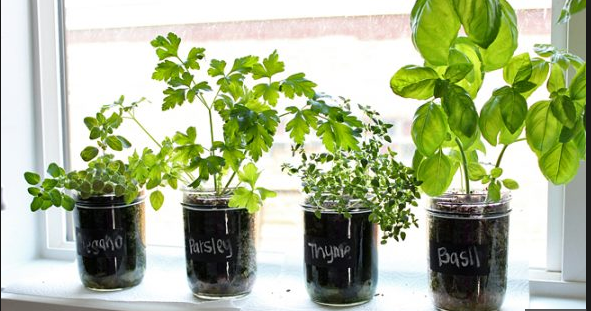 Tips on Starting a Kitchen Herb Garden - Shape Up North