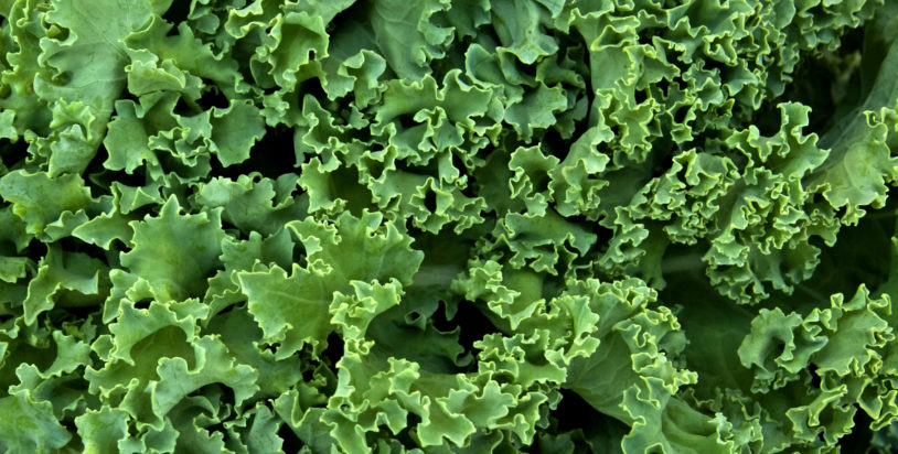 Kale, the Wonder Green