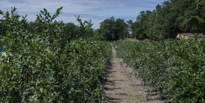 5 Northern Michigan Blueberry U-Pick Farms with Fresh, Juicy Berries